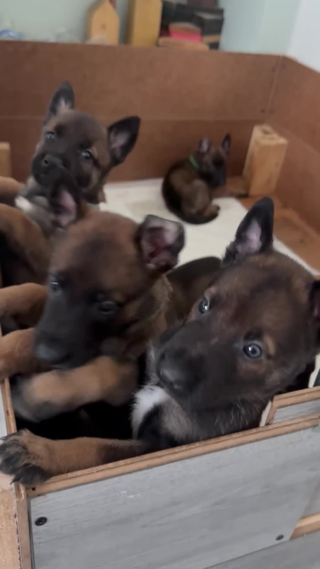 Belgian Shepherd Dog dogs for sale: Belgian malanois pups  - Video 1