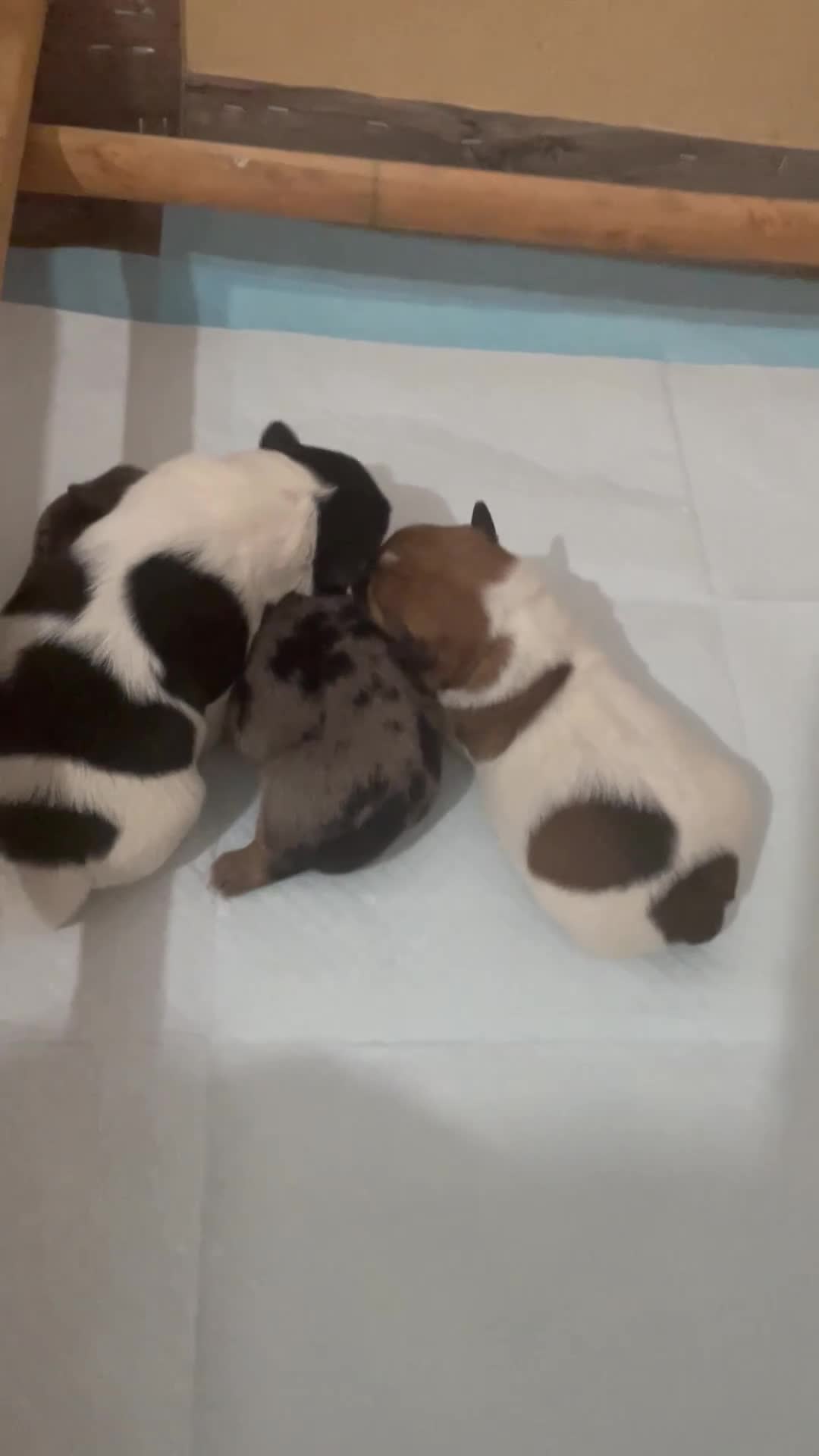 Jack Russell dogs for sale: Beautiful Jack Russell Terrier puppies available  - Video 1