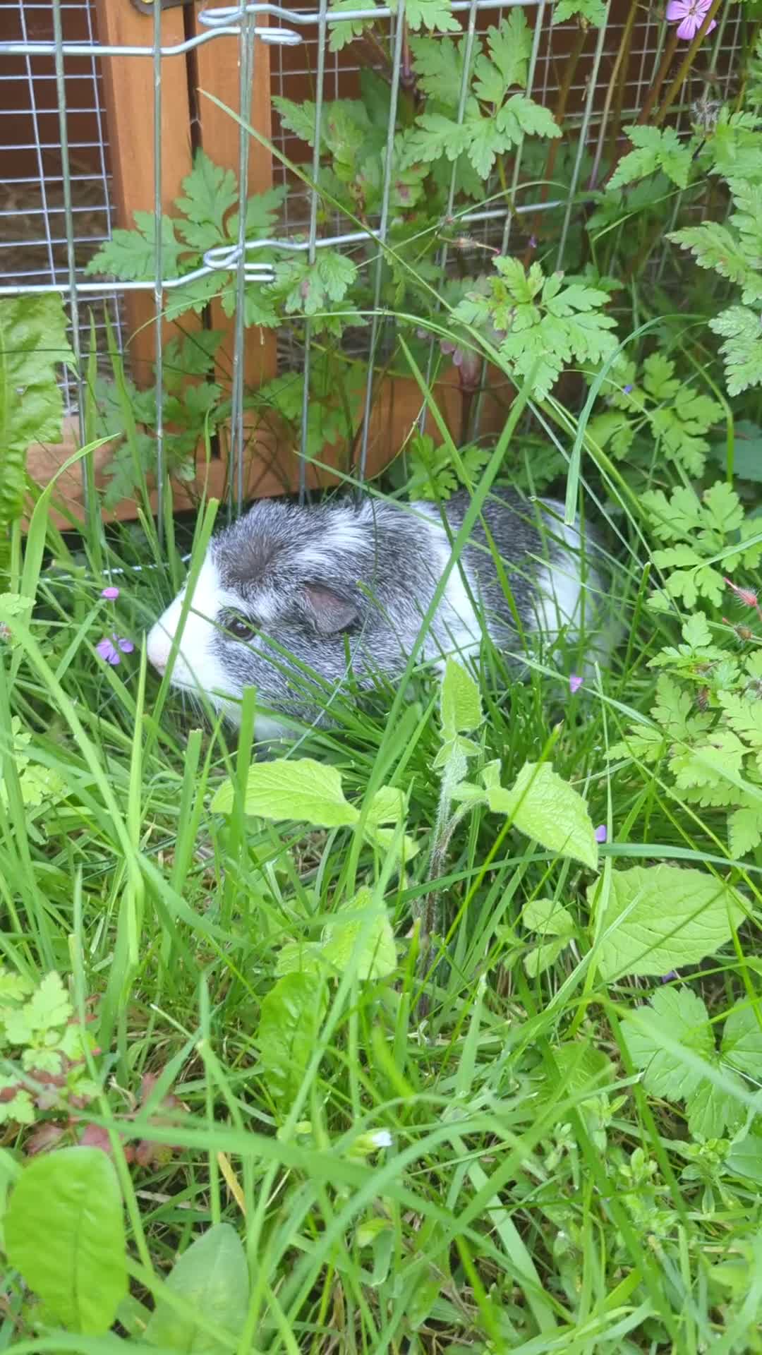Guinea Pig rodents for sale: 6 month old Percy  in Stroud - Video 1