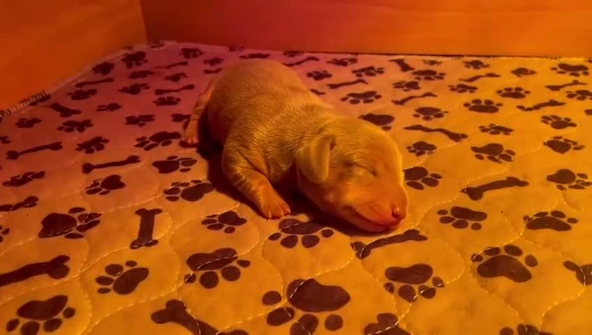 Miniature Dachshund dogs for sale: KC Reg Miniature Dachshund Puppies For Sale in Hove - Video 2