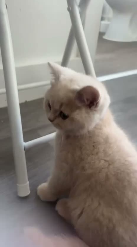 British Shorthair cats for sale: 🩷 LAST 2 GCCF GIRLS & 1 BOY AVAILABLE 💙 - Video 1