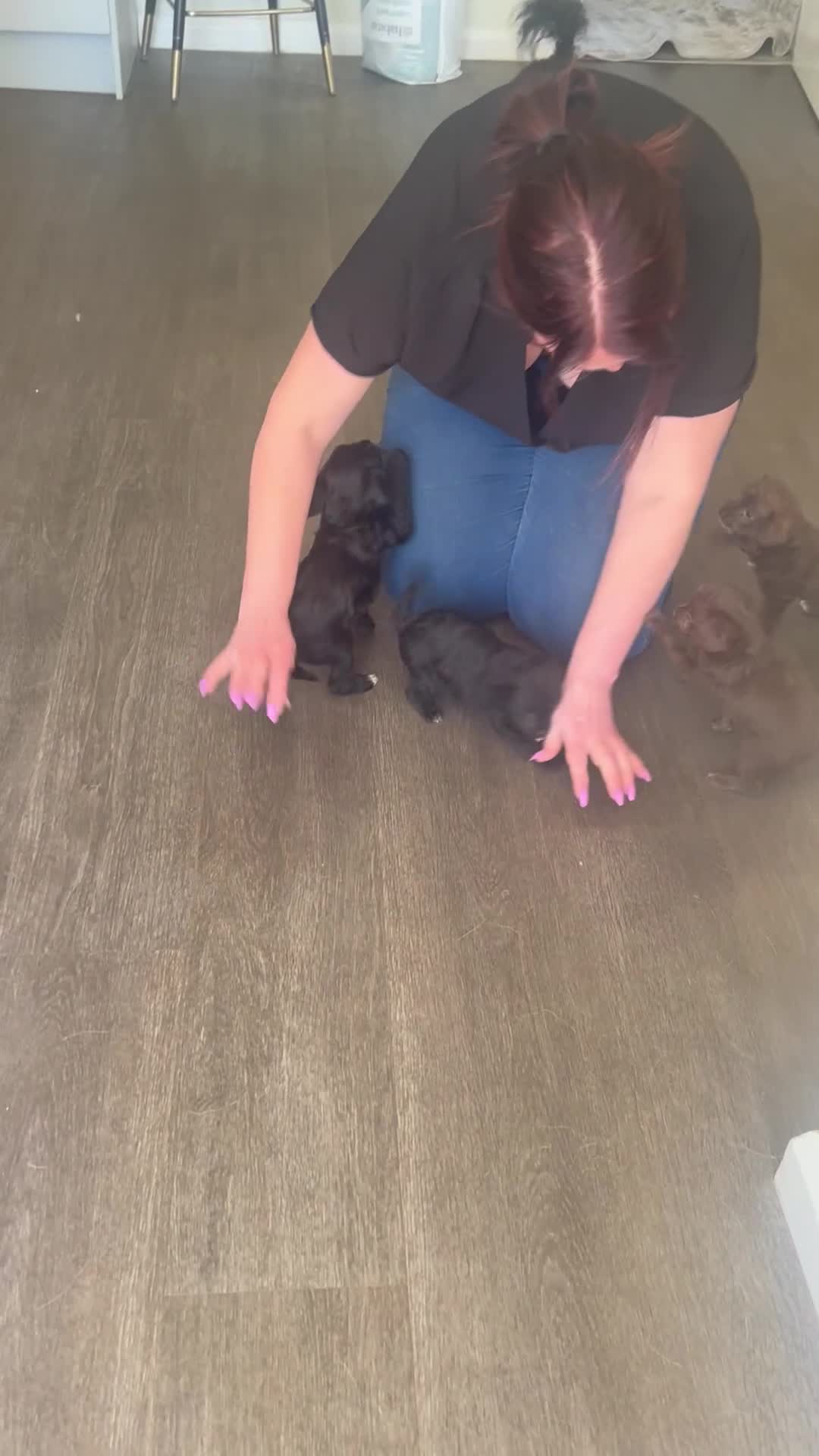 Mixed Breed dogs for sale: Rare Cockapoo, Chihuahua mix - Video 2