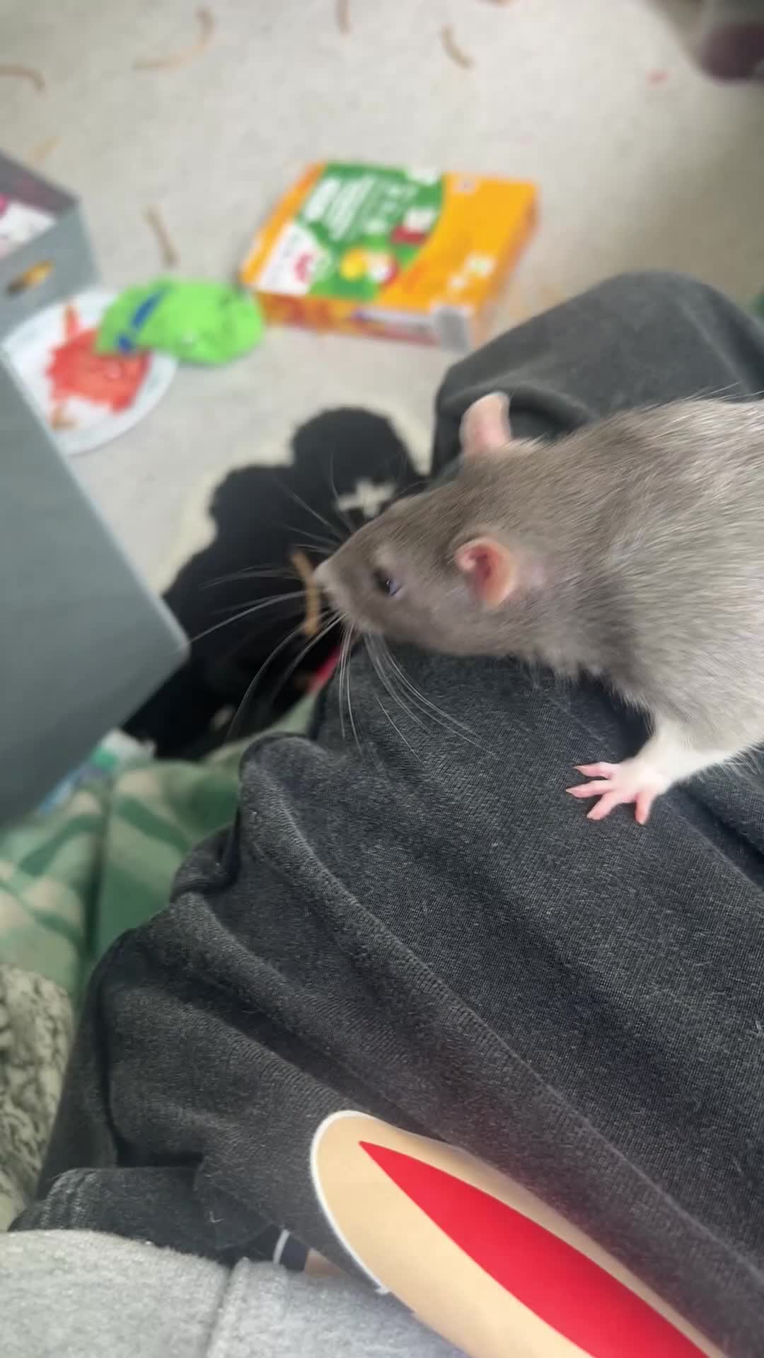 Rat rodents for sale: 2 rats with full cage set up in London - Video 1