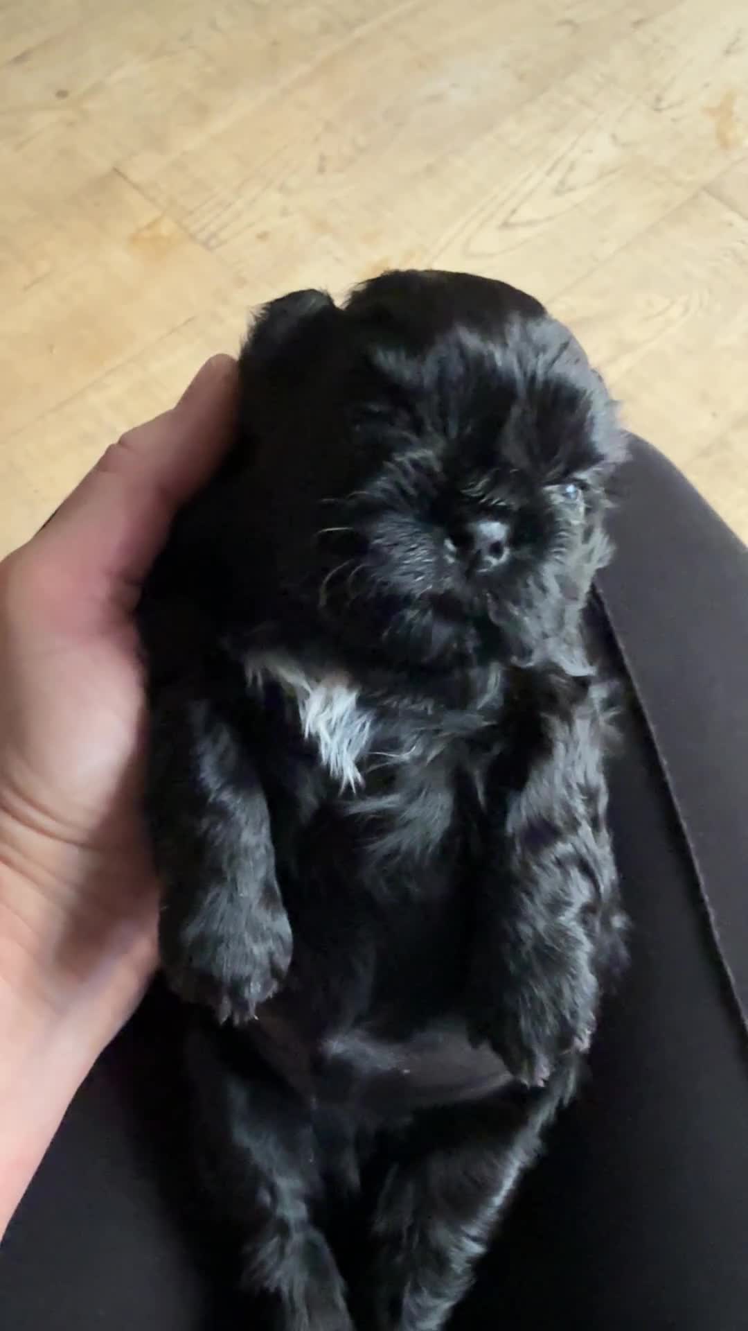 Shih Tzu dogs for sale: Shih Tzu Beauties, Imperial lines - Video 2