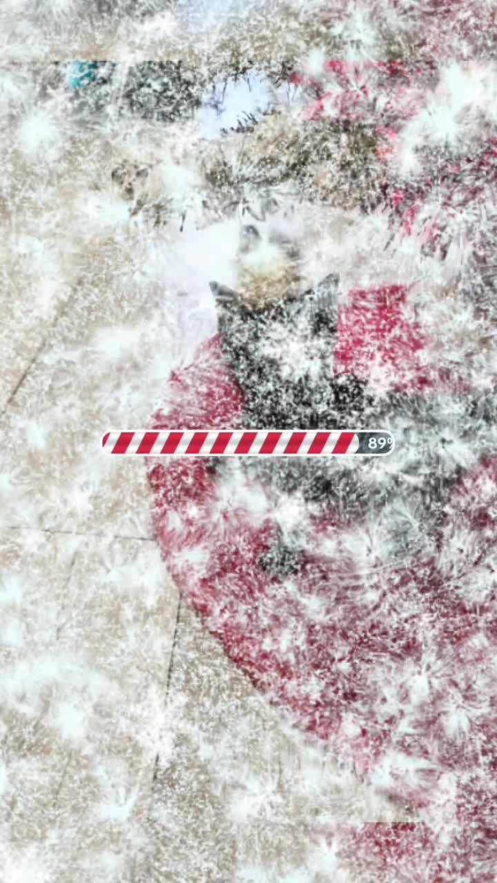 Mixed Breed cats for sale: Kitty - Video 4