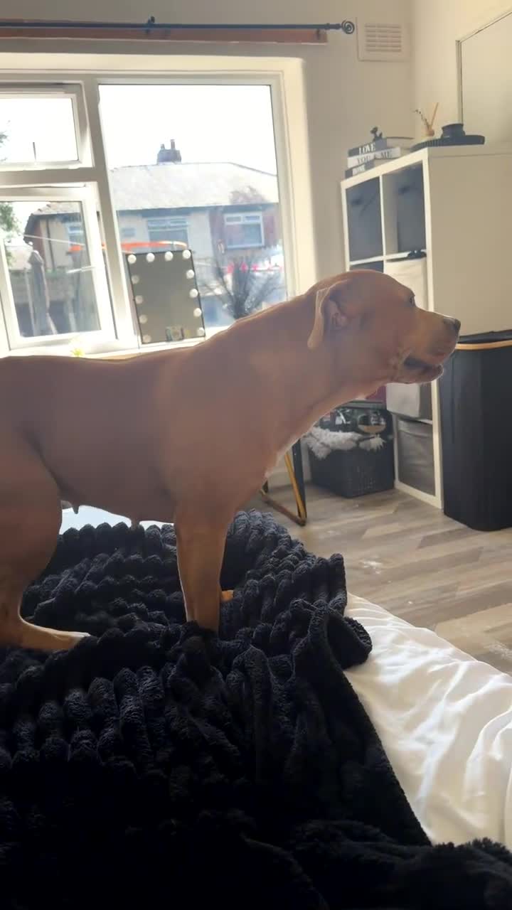 Mixed Breed dogs for sale: Rosie - Video 2