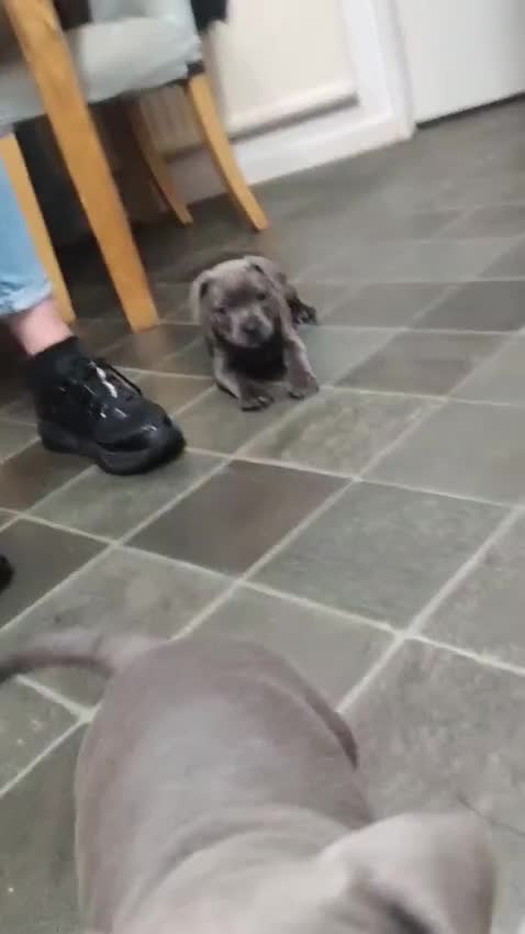 Staffordshire Bull Terrier dogs for sale: #Ready2go Kc registered blue staffy pups 4 sale - Video 1