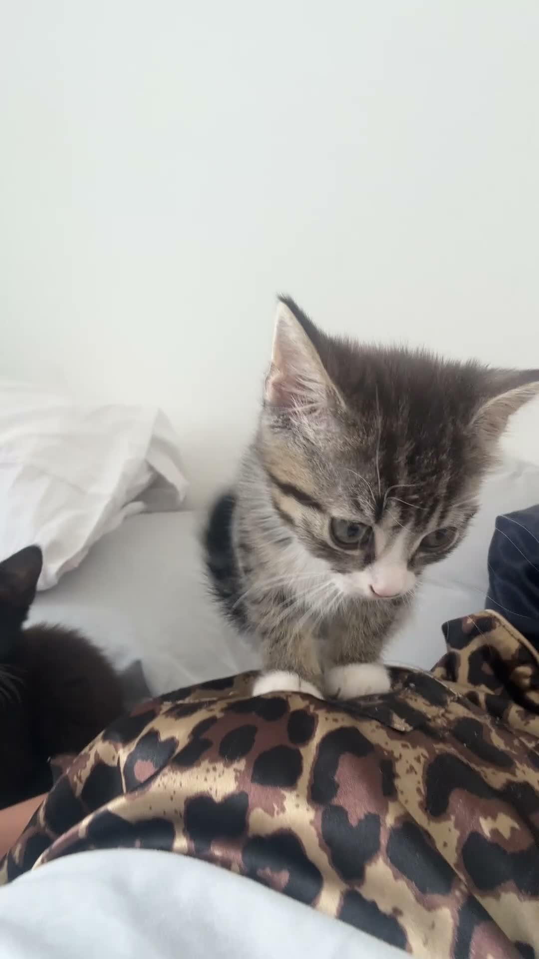 Mixed Breed cats for sale: Kittens for sale!  - Video 3