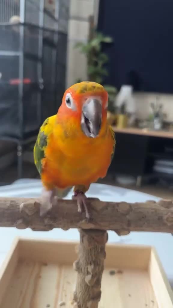 Conures birds for sale: Sun and Jenday Conures for sale in Bedford - Video 2