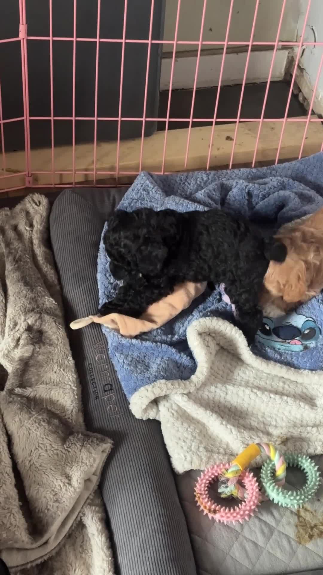 Bordoodle dogs for sale: F1b Miniature Bordoodle  - Video 1
