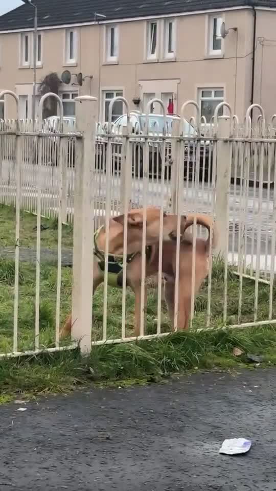 Mixed Breed dogs for sale:  Staffordshire bull terrier/ Belgian Malinois  - Video 1