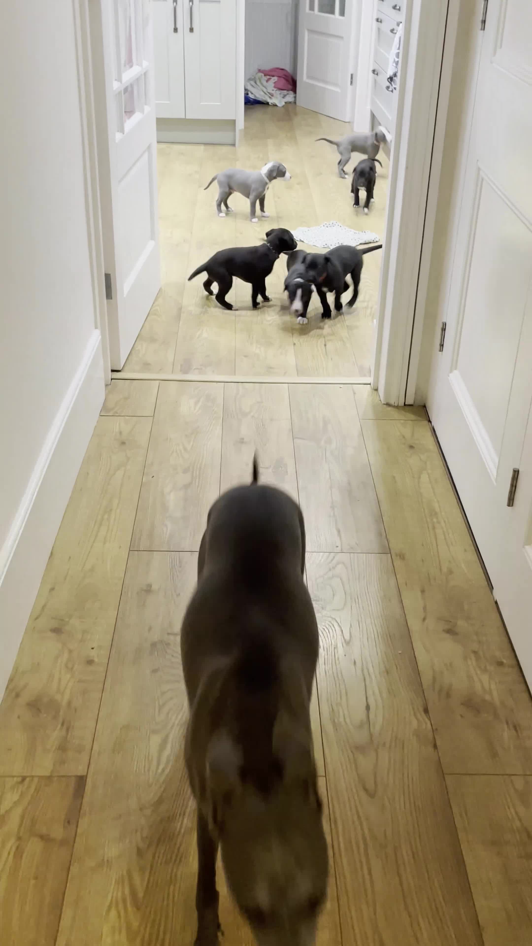 Whippet dogs for sale: Beautiful Pedigree Whippet puppies, healthy happy  - Video 1