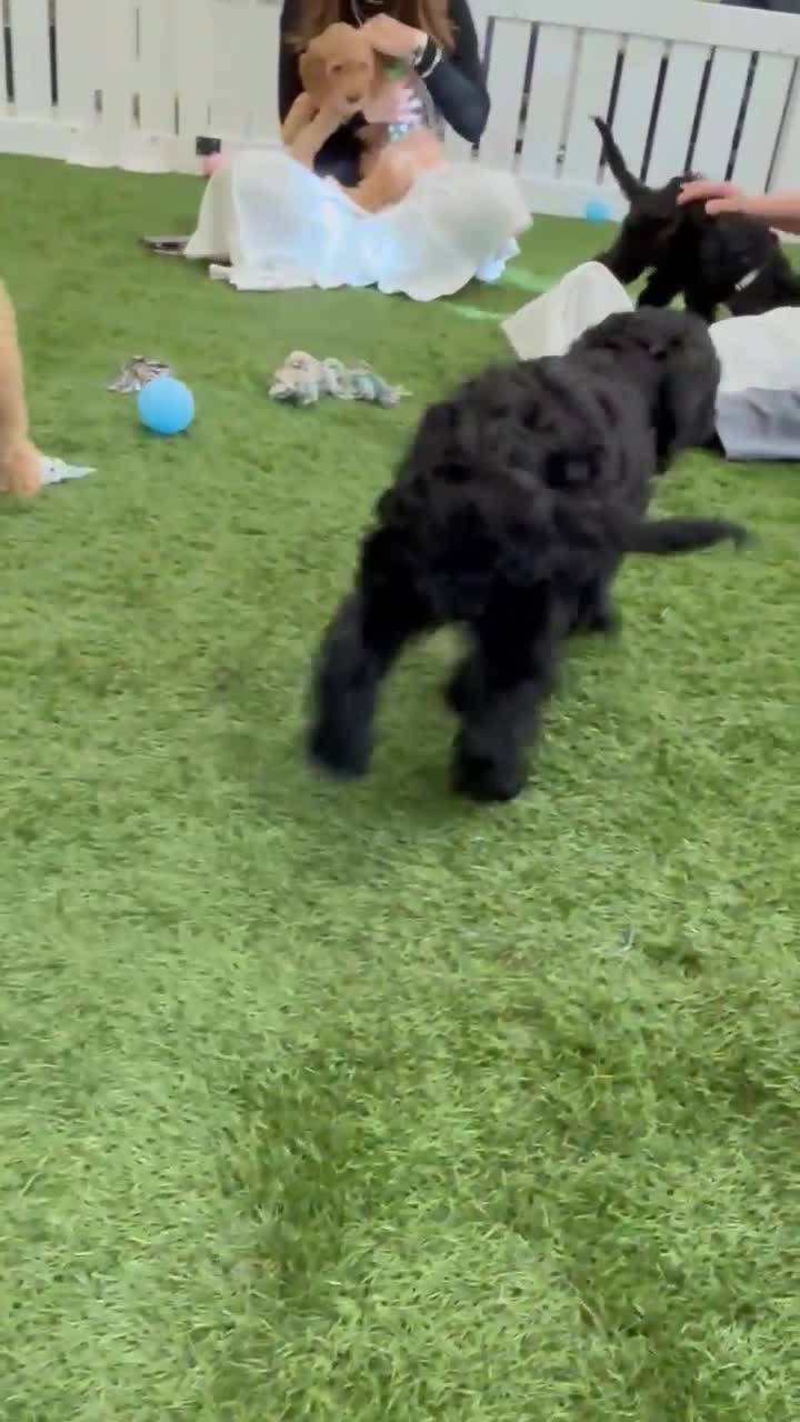 Irish Doodle dogs for sale: Toy Irish Doodle Puppies,1st vac and ready to go!  - Video 1