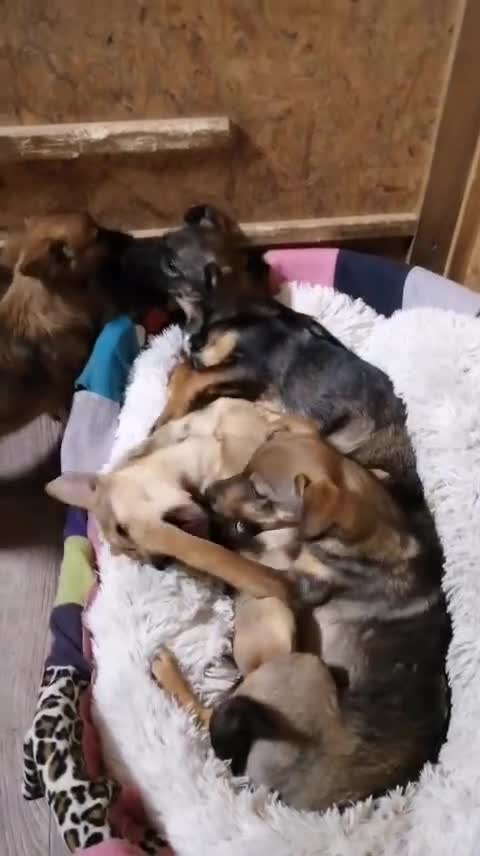 Mixed Breed dogs for adoption: ❤️NIKA & LIKA❤️ - 7 months wonderful small girls - Video 5