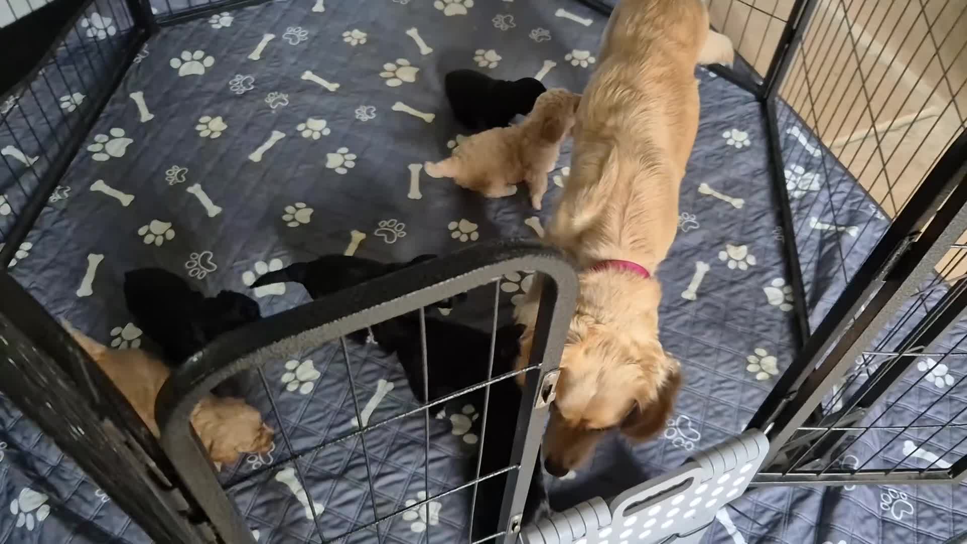 Cockapoo dogs for sale: Gorgeous F2b Cockapoos  - Video 1
