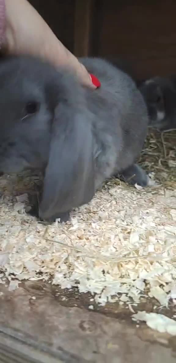 French Lop rabbits for sale: Beautiful french lop boy - Video 1