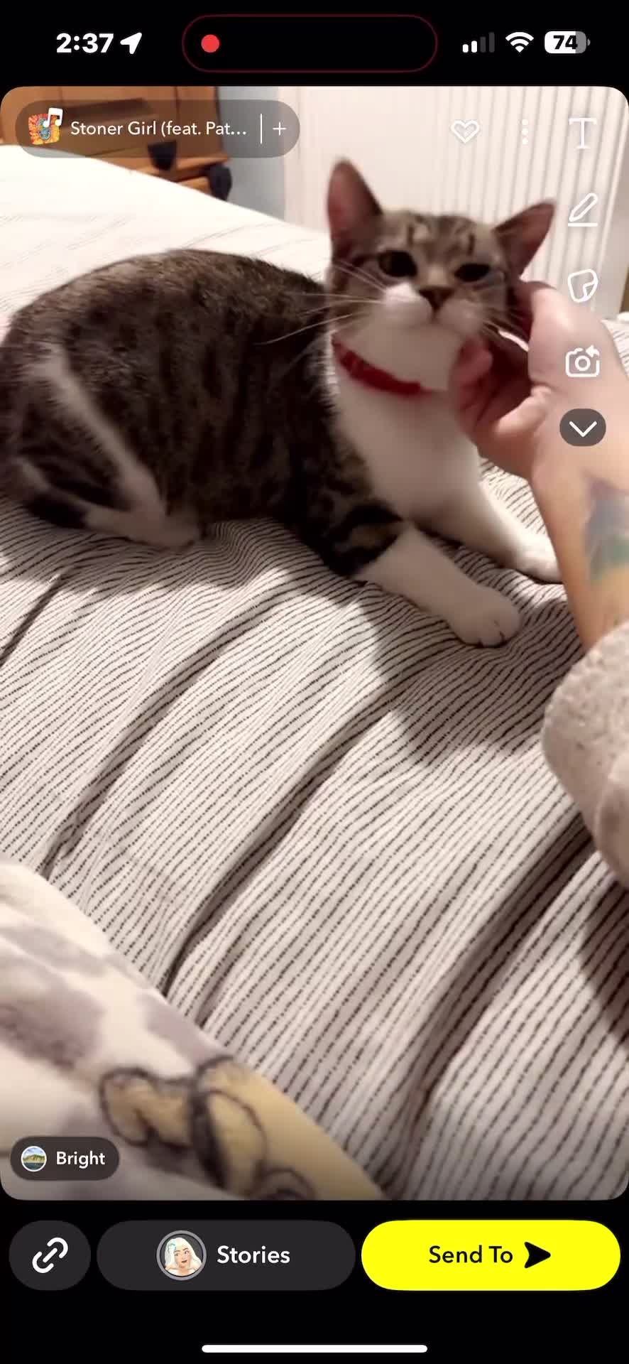 Mixed Breed cats for sale: Female tabby cat  - Video 1