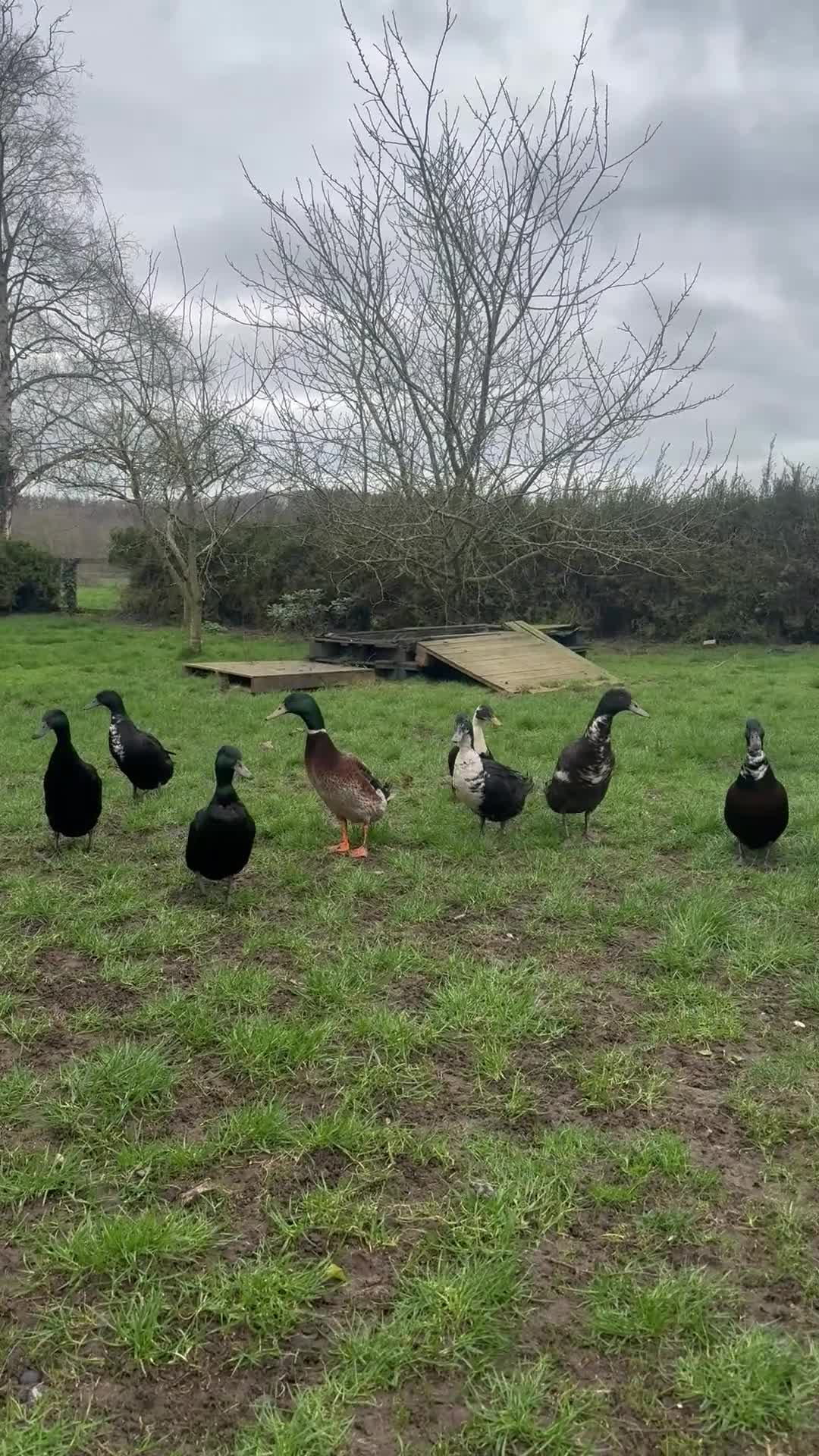 Ducks poultry for sale: 2 ducks for sale male & female  - Video 1