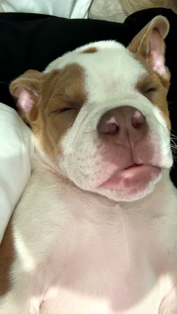 Olde English Bulldogge dogs for sale: Bruce  in Chesterfield - Video 1