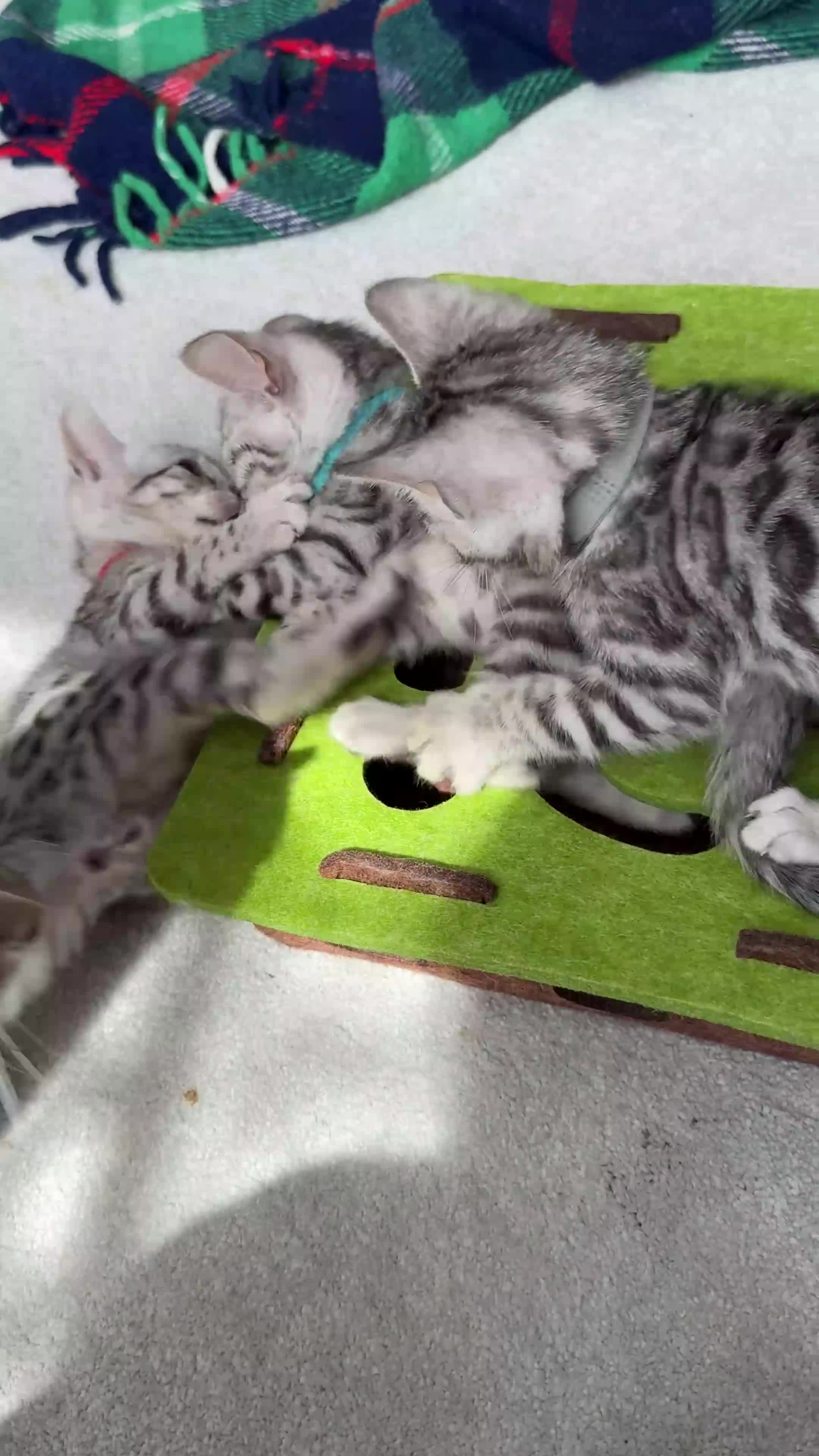 Bengal cats for sale: Gray Bengal kittens - Video 1