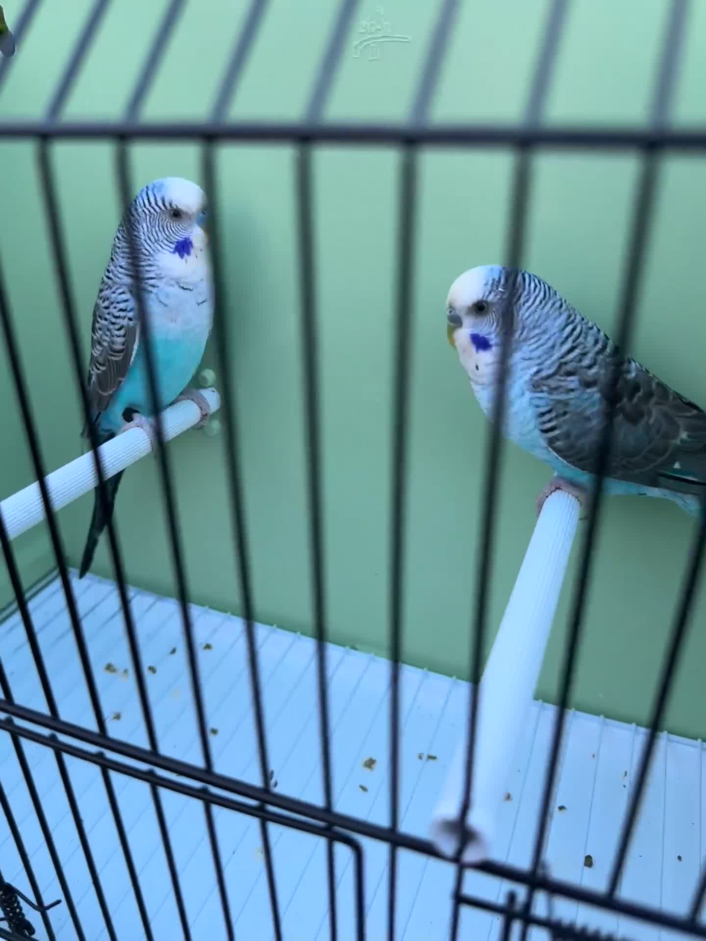 Budgerigars birds for sale: Top quality Blackwing split blackface budgies - Video 1