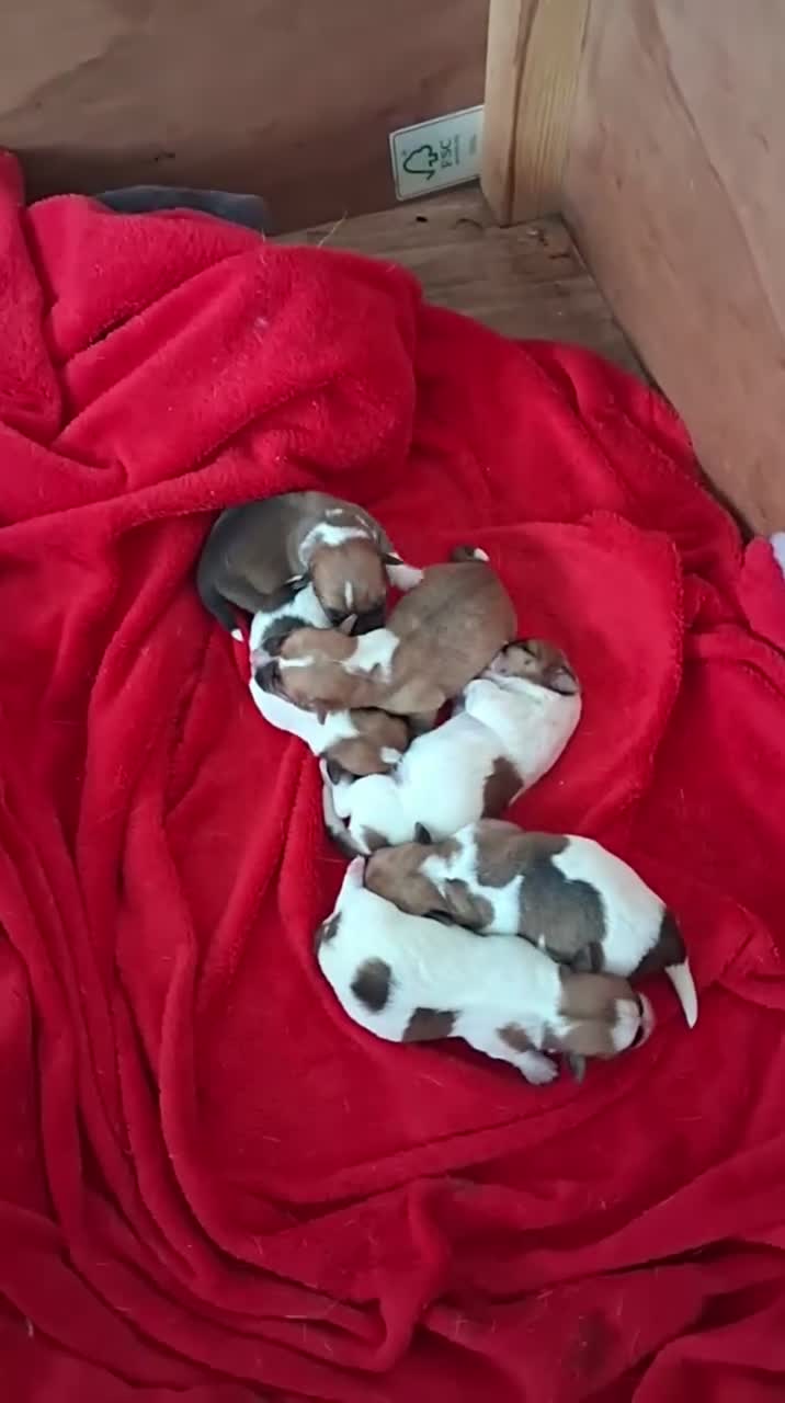 Jack Russell dogs for sale: Jack Russell puppies in Prestatyn - Video 1