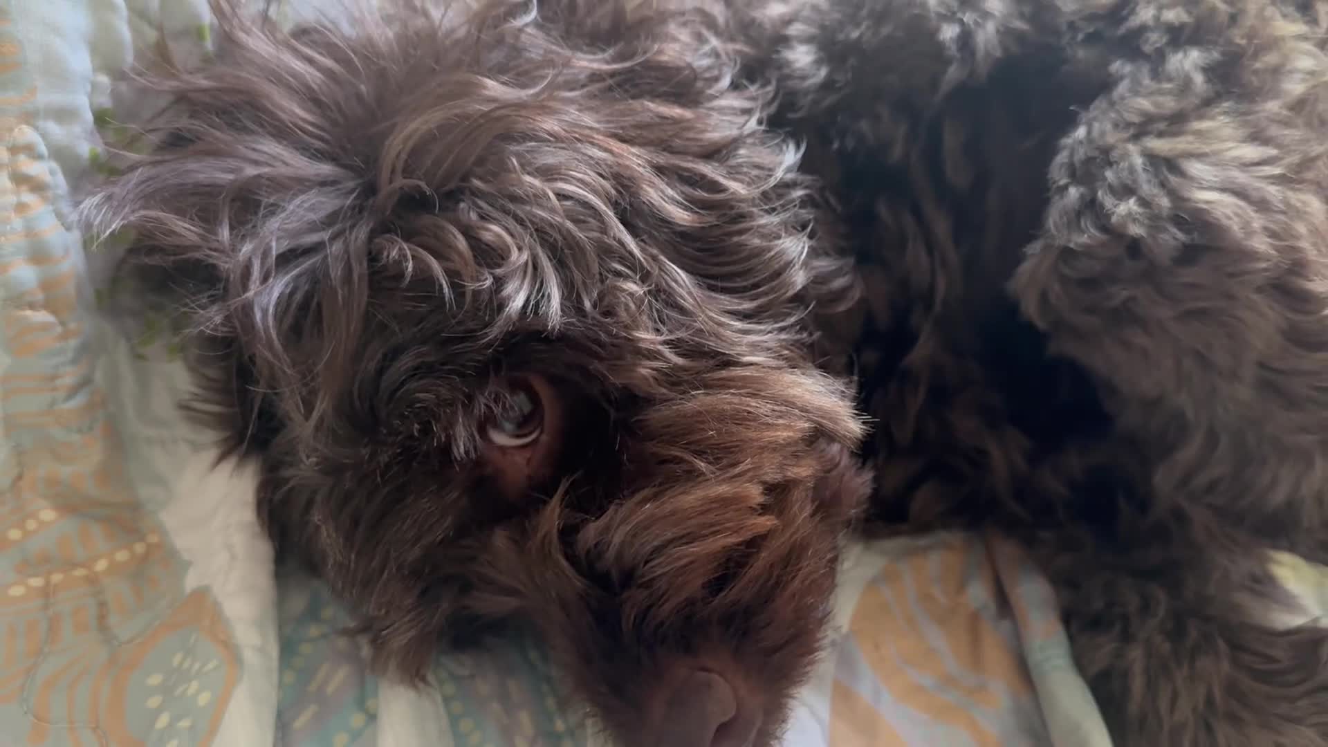 Cockapoo dogs for sale: Chocolate F1 Cockerpoo - Video 2
