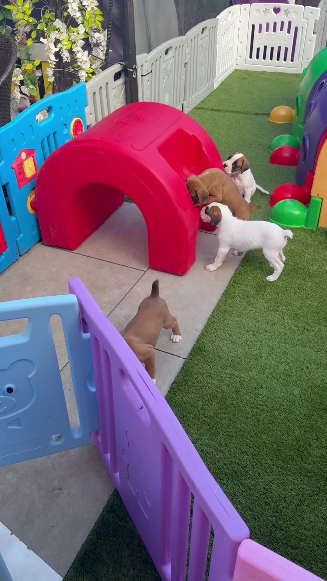 Boxer dogs for sale: Boxers - Video 1