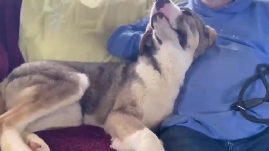 Mixed Breed dogs for adoption: FLORIAN - THE BFG PUPPY - Video 1