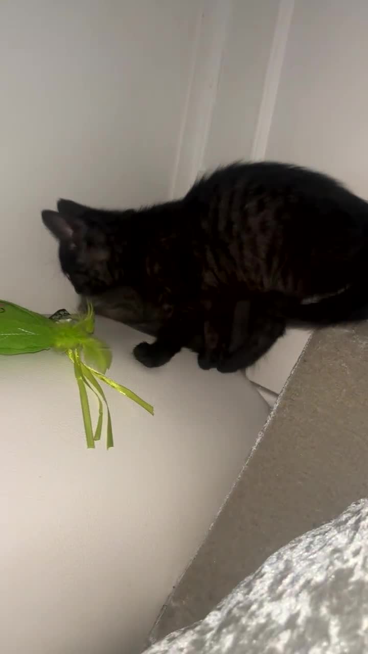 Maine Coon cats for sale: Mainecoon cross Persian chinchilla 🩷 - Video 2