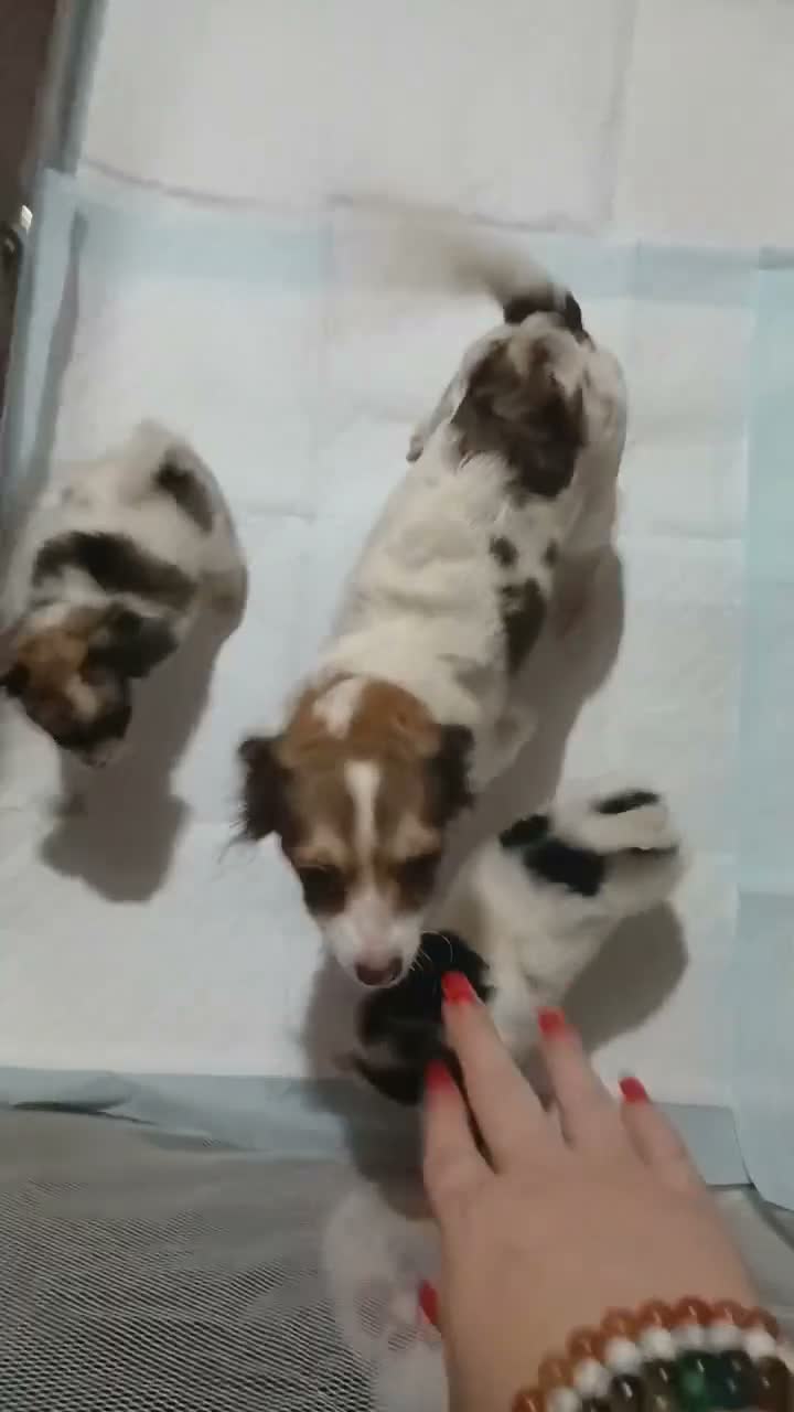 Chihuahua dogs for sale: Long haired  - Video 1