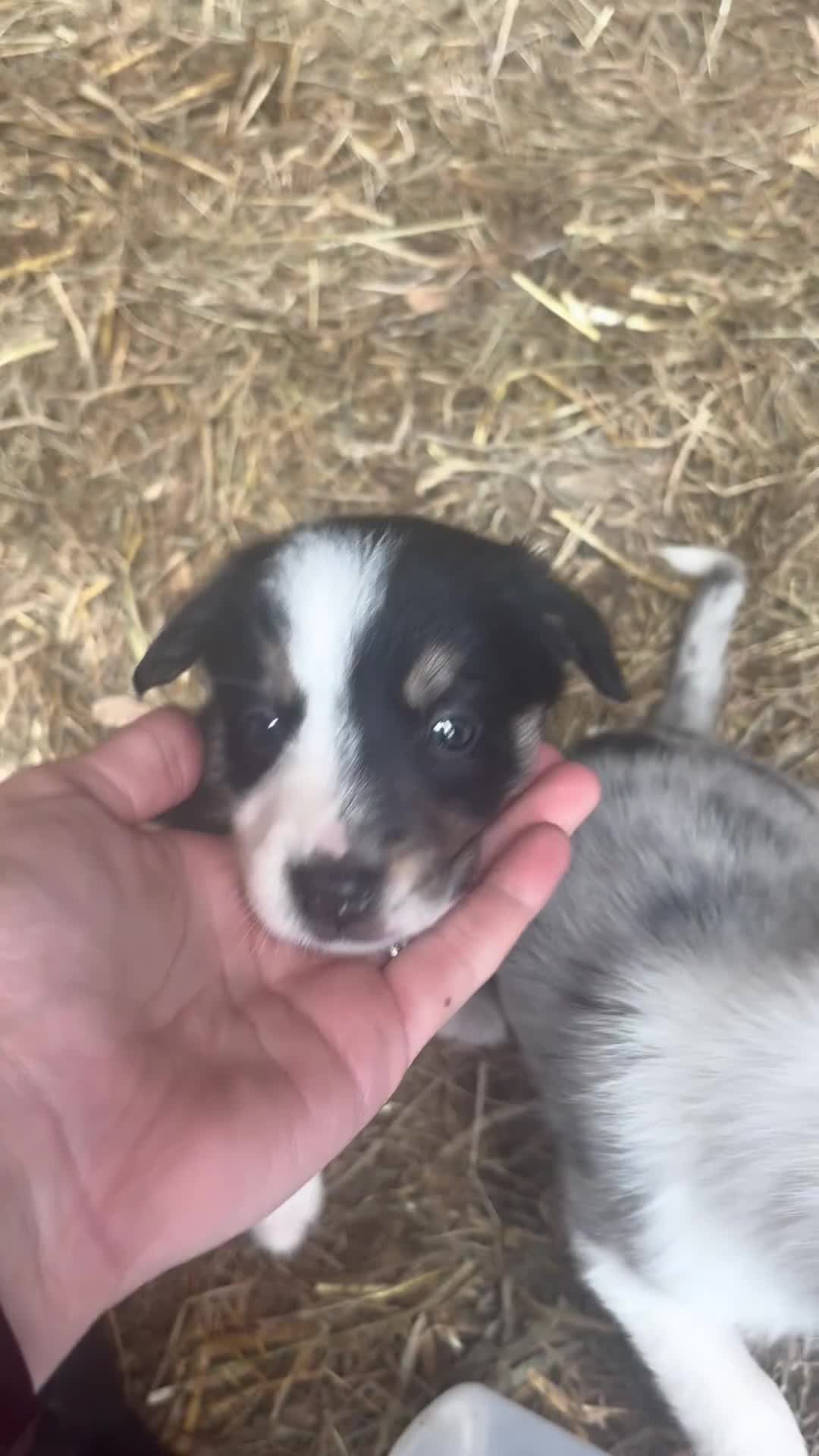 Border Collie dogs for sale: Gorgeous collie pups available! - Video 1