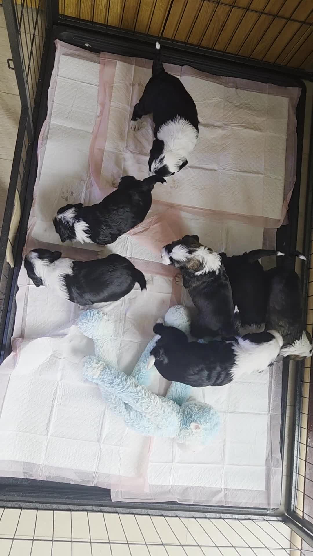 Tibetan Terrier dogs for sale: Tibetan Terrier puppies  - Video 3