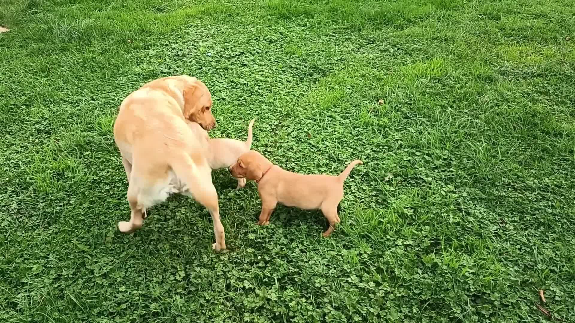 Labrador Retriever dogs for sale: Gorgeous red  Labrador puppies  - Video 2