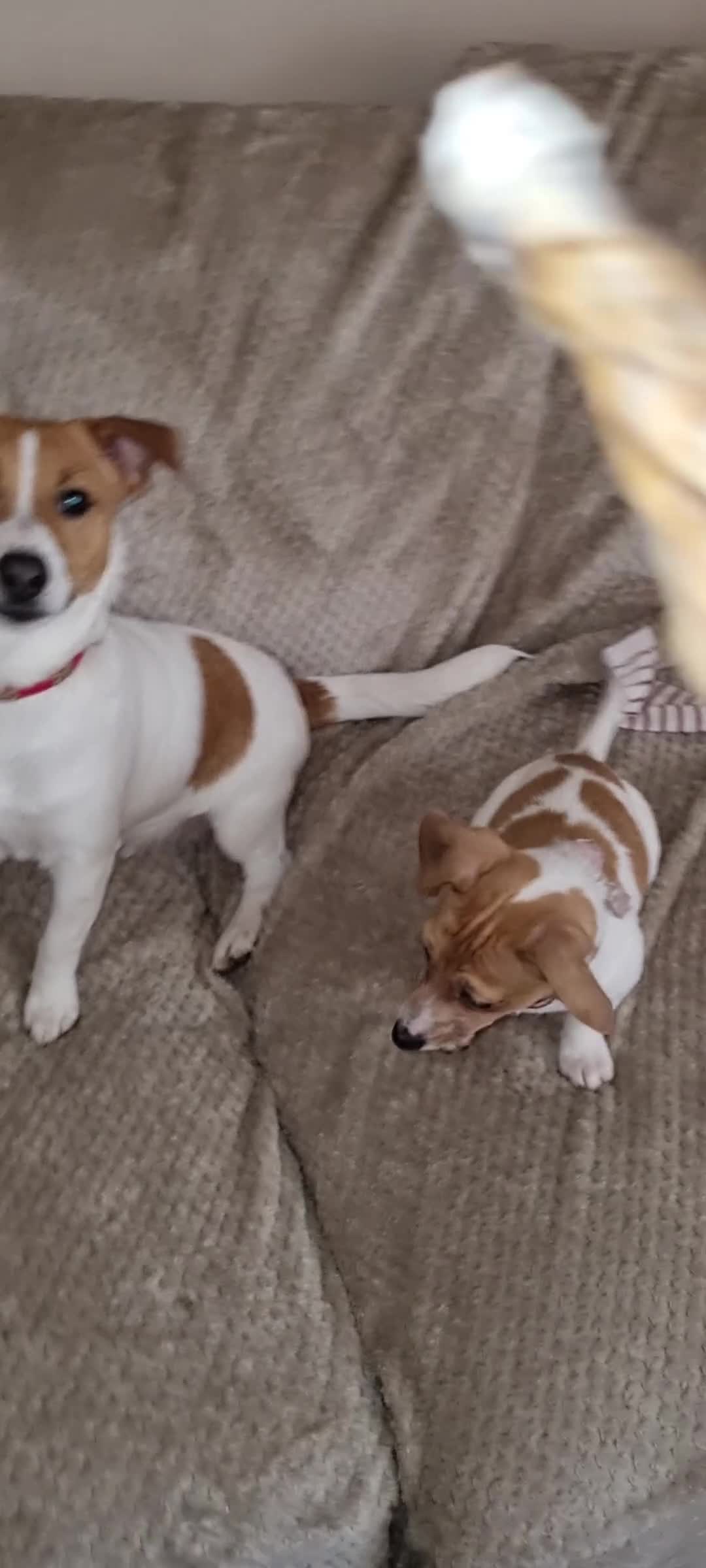 Jack Russell dogs for sale: Jack Russel boy 2 yrs old - Video 2