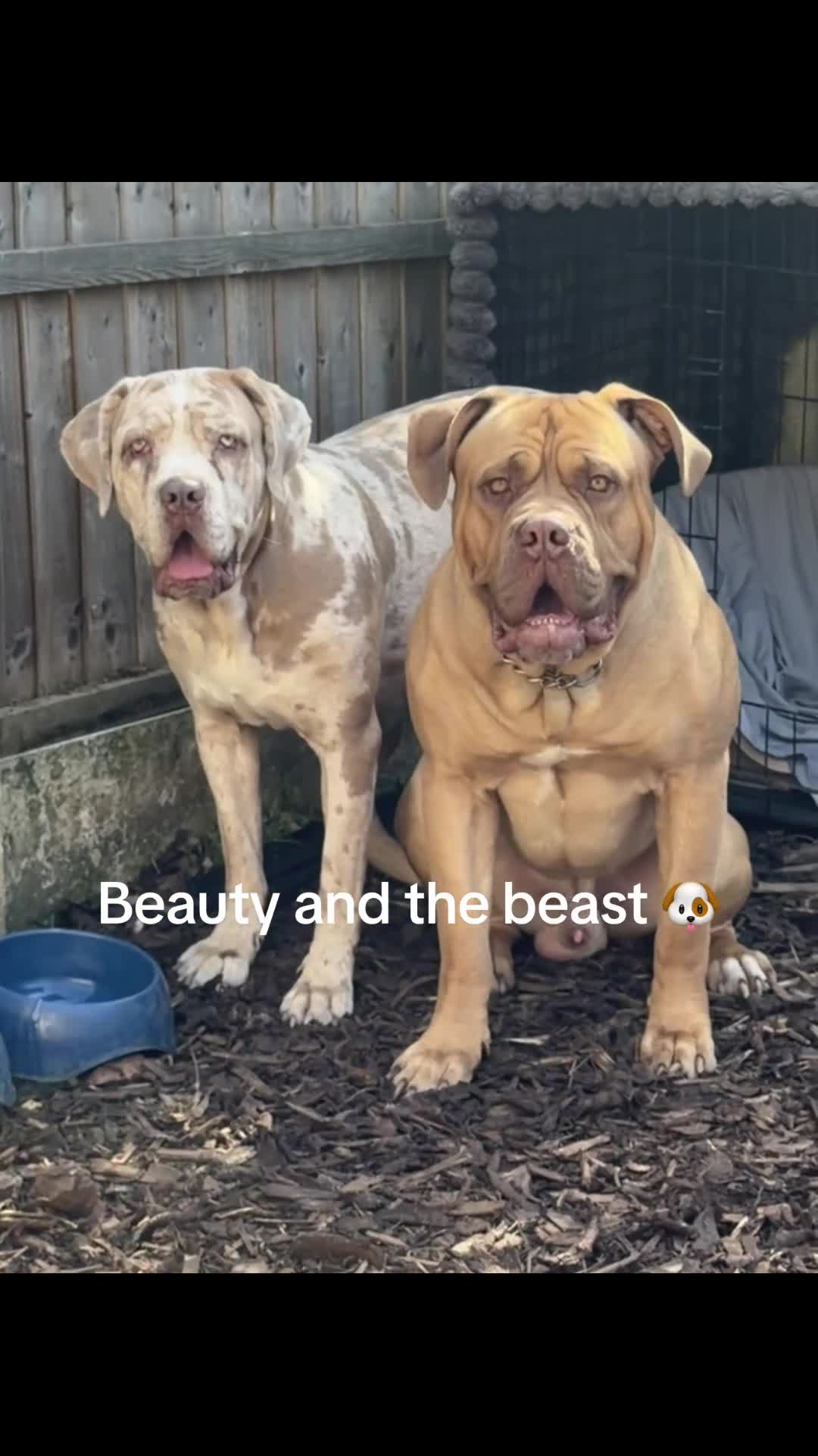 Cane Corso dogs for sale: ✨Amazing Merle cane corso x Bandog puppies ✨ - Video 3
