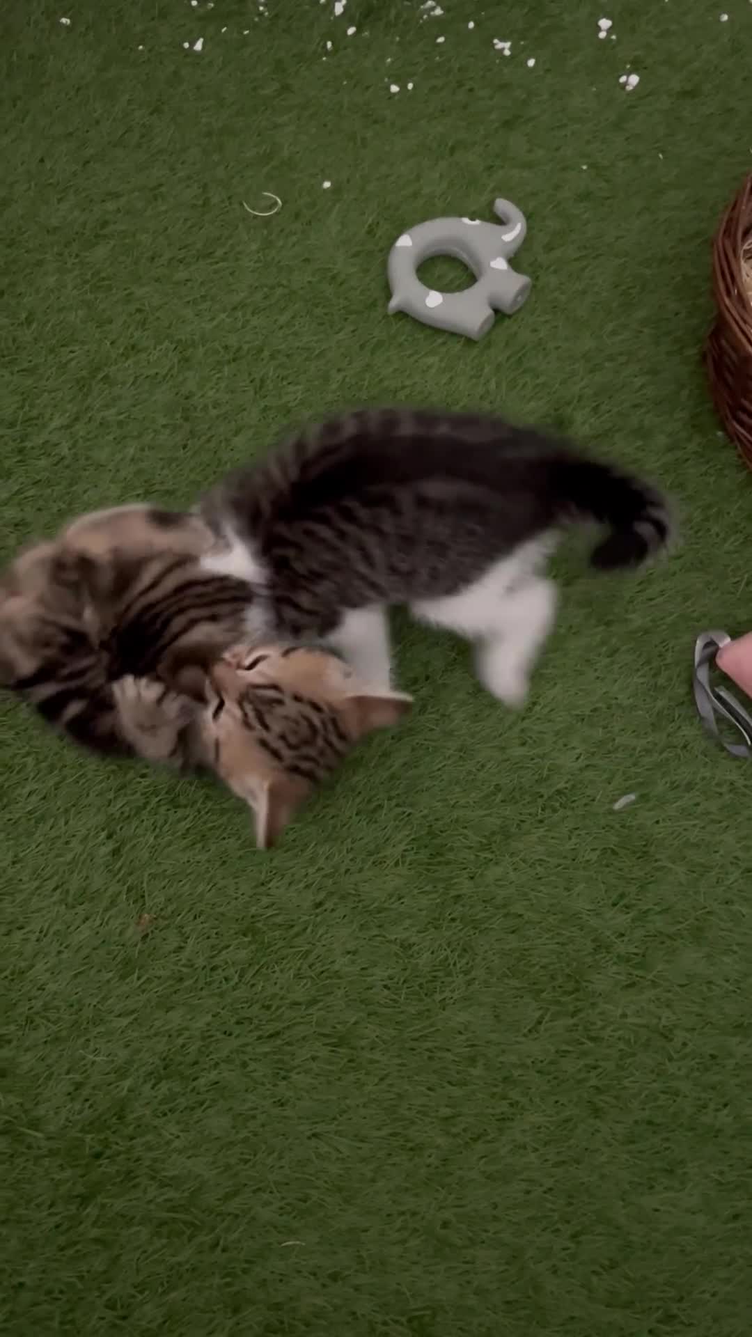 Siberian cats for sale: Half Siberian Wild forest Kittens 2x for £380 - Video 1
