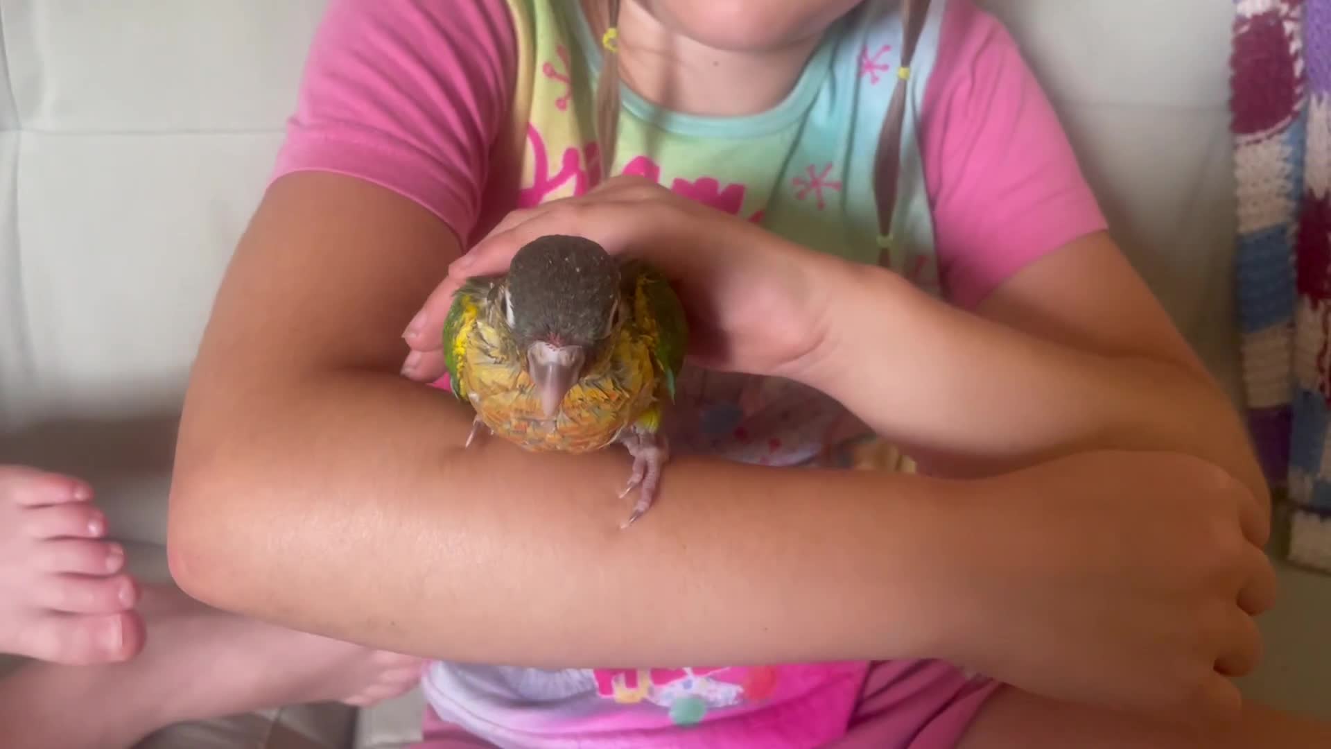 Conures birds for sale: Hand reared green cheeked conures - Video 3