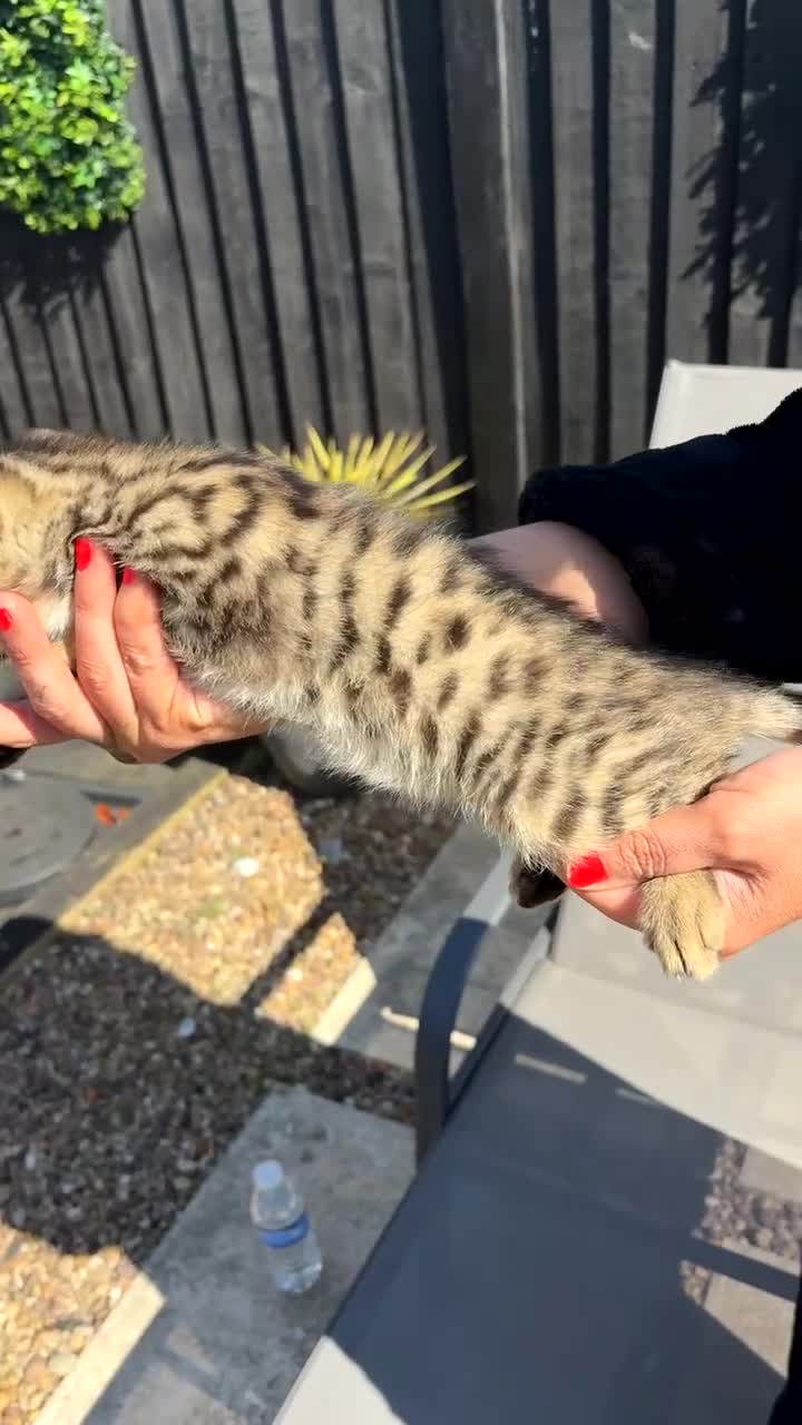 Bengal cats for sale: Manecoon x bengal kittens mink & grey  - Video 1
