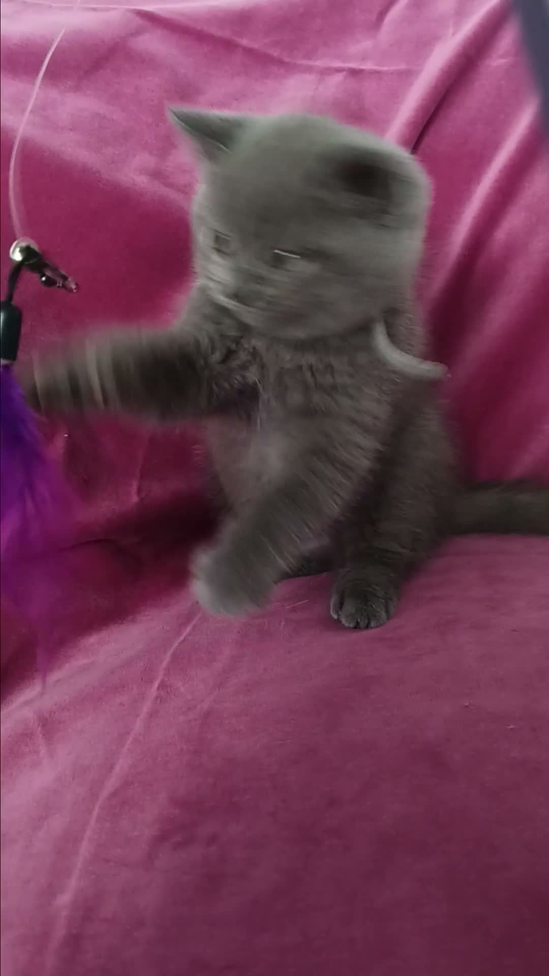 British Shorthair cats for sale: Stunning blue pedigree kittens TICA registered  - Video 1
