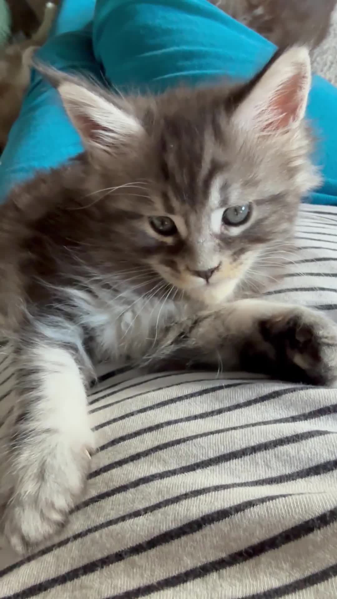Maine Coon cats for sale: Tica registered Maine Coons from champion lines  - Video 4