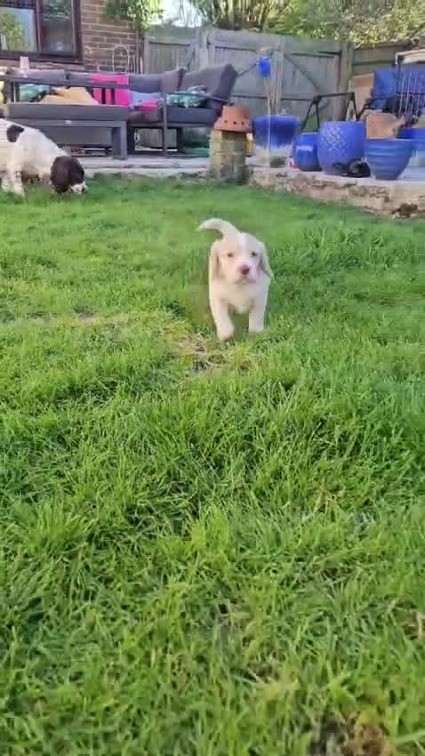 Sprocker dogs for sale: 4x perfect little pup in Polegate - Video 1