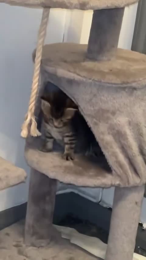 Mixed Breed cats for sale: Tabby and tortoiseshell kittens  in Monmouth - Video 1