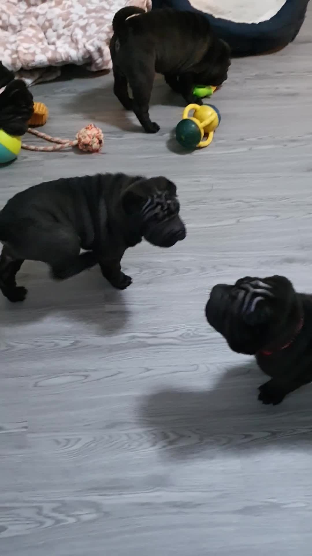 Shar Pei dogs for sale: Stunning KC Registered Shar Pei puppies - Video 1