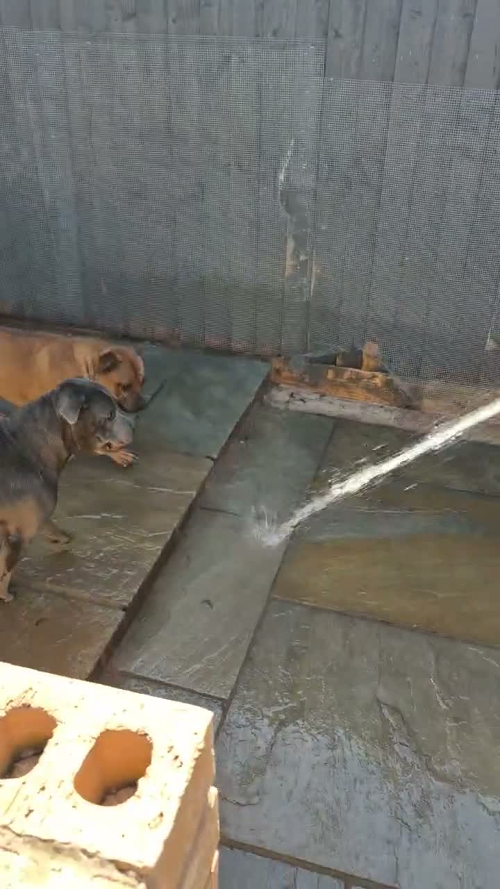 Staffordshire Bull Terrier dogs for sale: Kc Blue & Rust Male Staffordshire Bull Terrier - Video 2