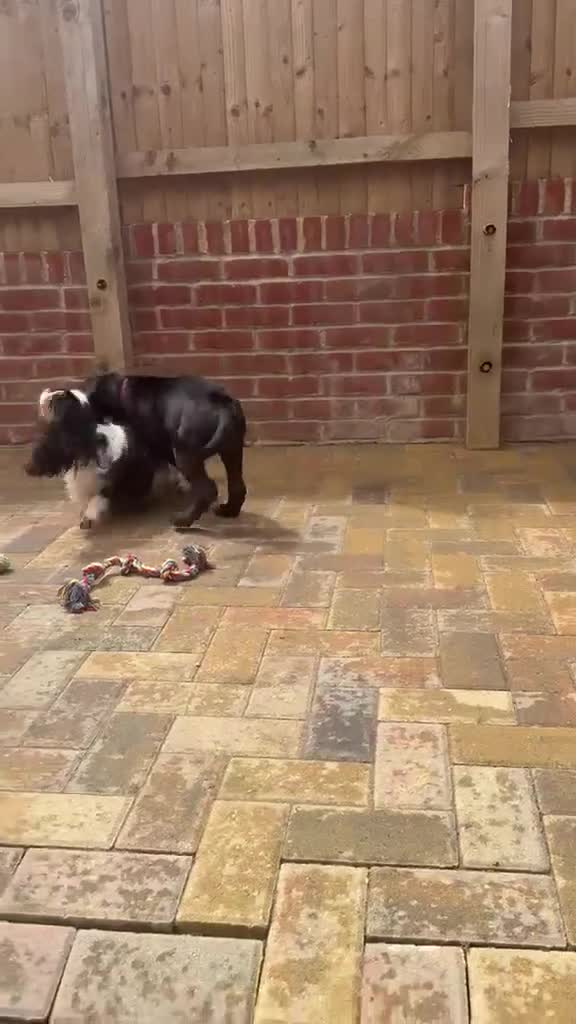 Cane Corso dogs for sale: Rare Solid Black Corso Female | Elite EU Bloodline in Canterbury - Video 1