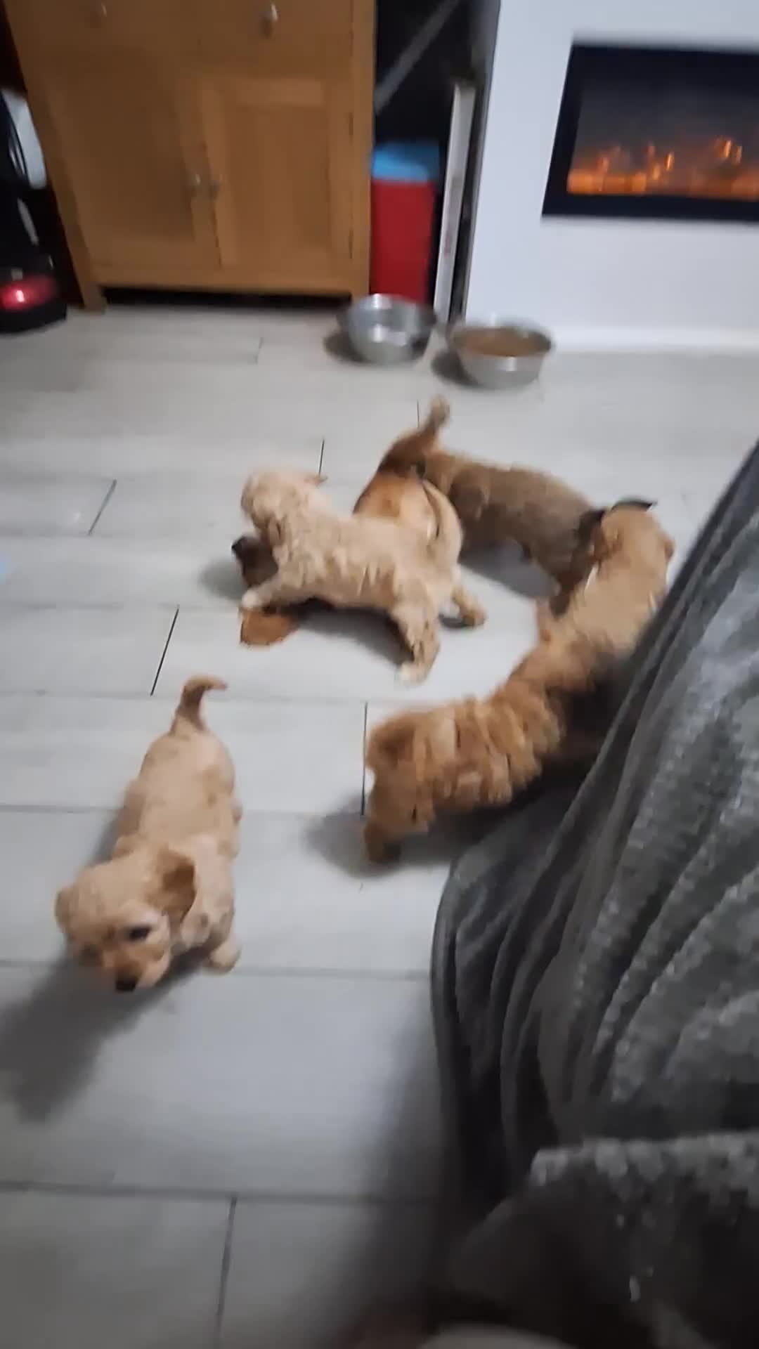 Cavapoo dogs for sale: F1 CAVAPOO PUPPIES  - Video 2