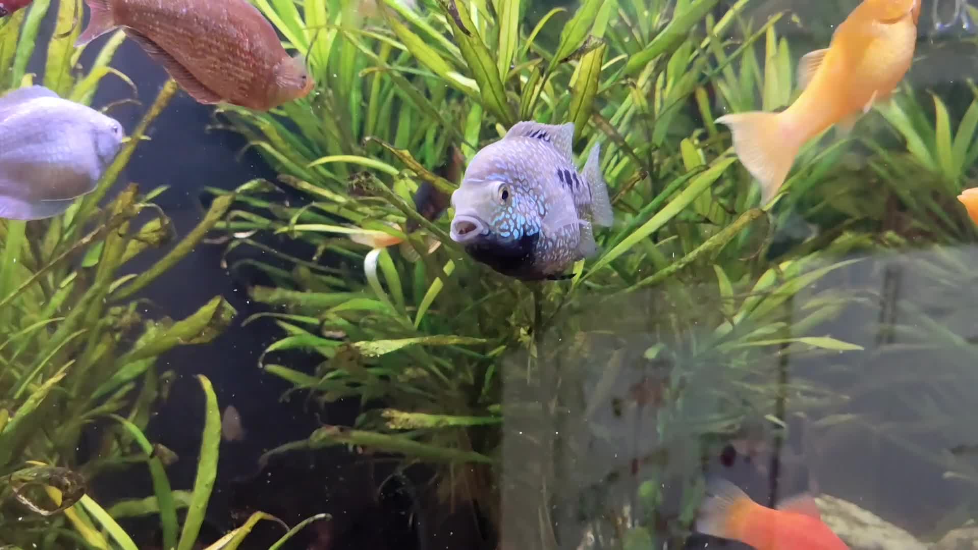 Other/Mixed Breed fish for sale: Blue Texas Cichlid & Platinum Polar Parrot Cichlid - Video 2