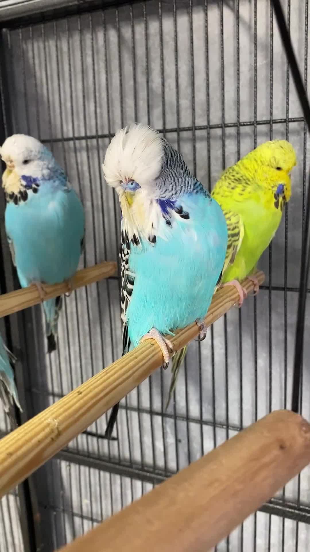 Budgerigars birds for sale: Exhibition Budgies - Video 1