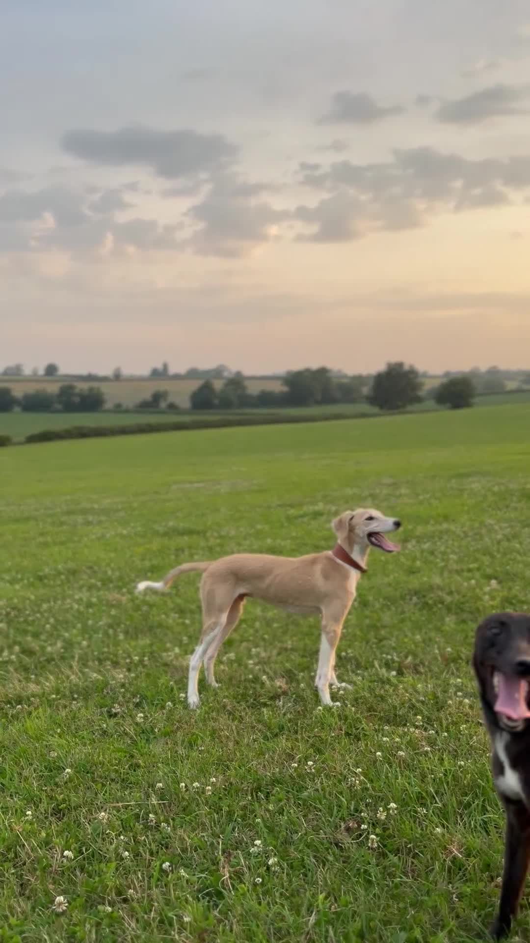 Lurcher dogs for sale: Saluki x greyhound dog pup. - Video 3